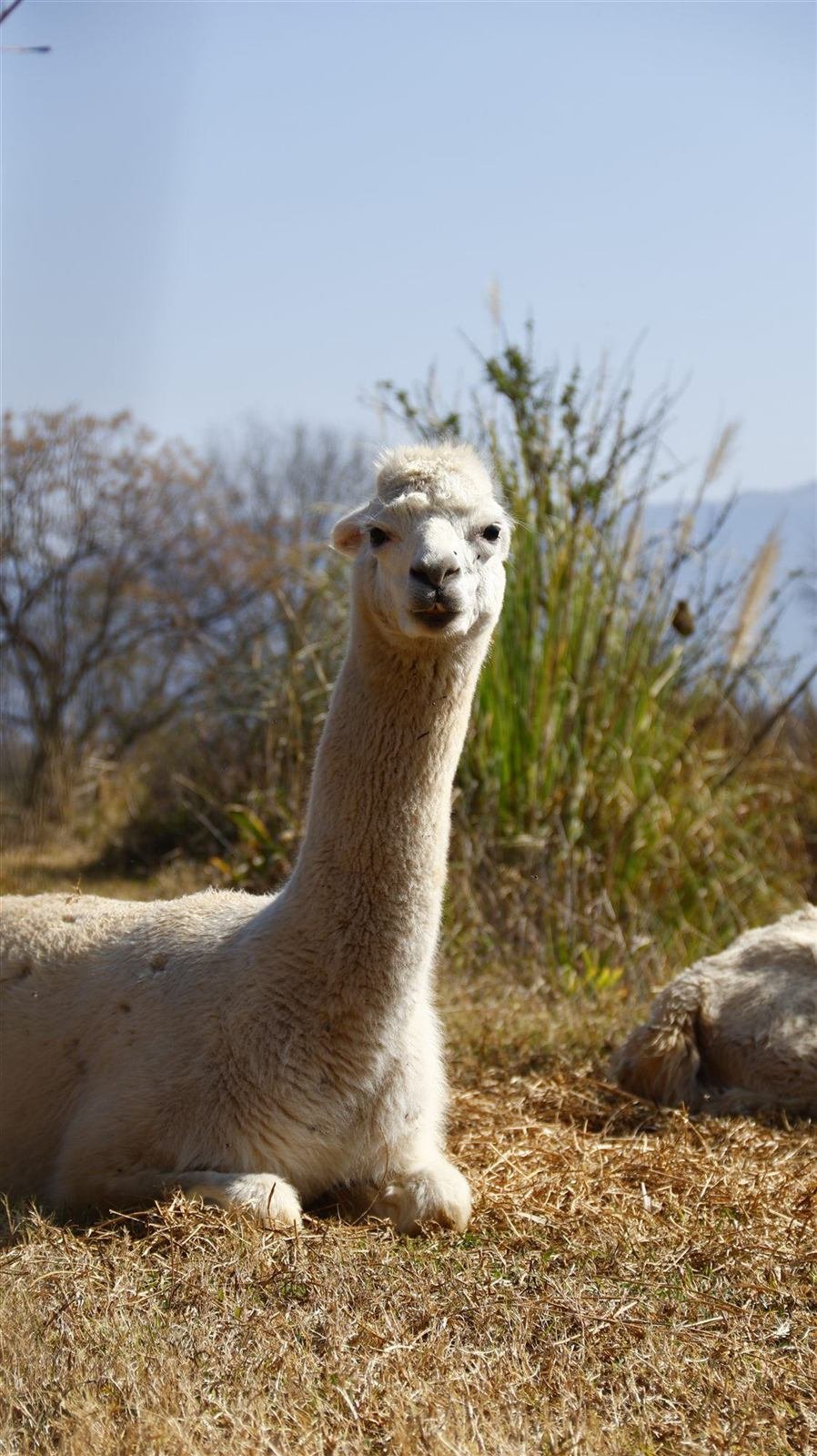 One of the farmyard animals at Van Gaalen, kids love to visit