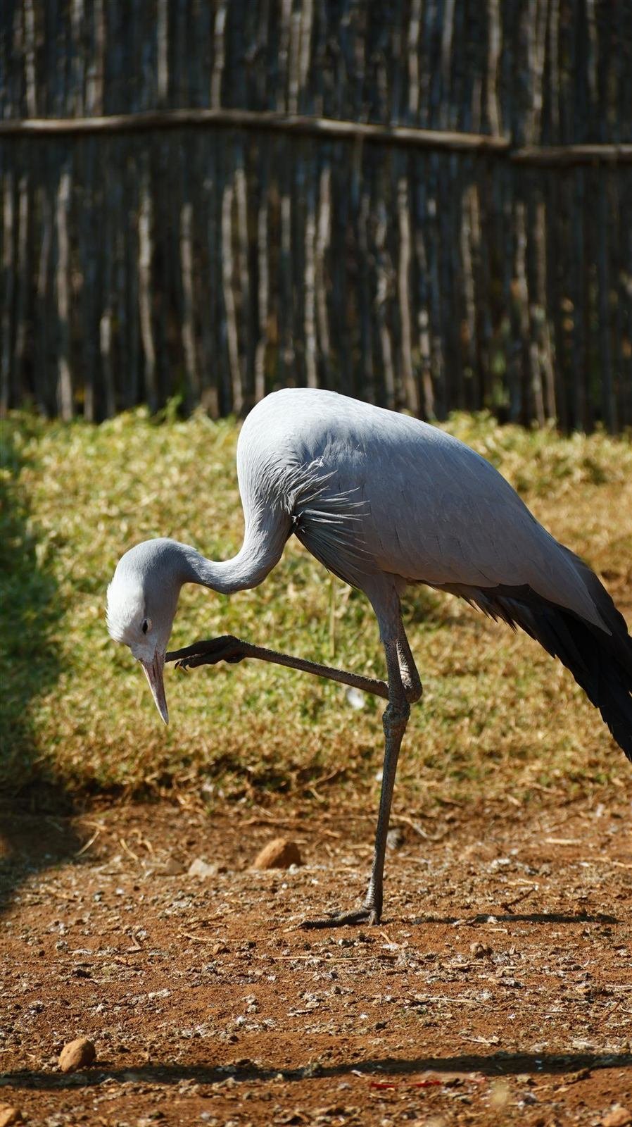 A blue crane in the farmyard at Van Gaalen