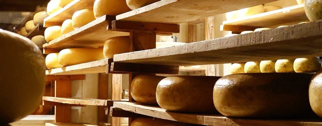 Wheels of traditional Dutch Gouda maturing on wooden racks at Van Gaalen Kaasmakerij