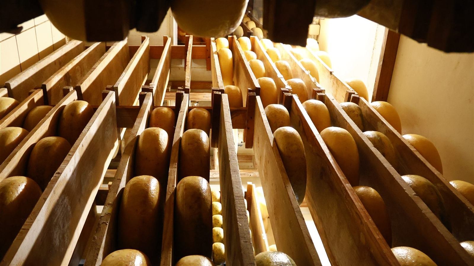 Wheels of Gouda maturing on wooden racks at Van Gaalen Kaasmakerij, ready for the cheese shop