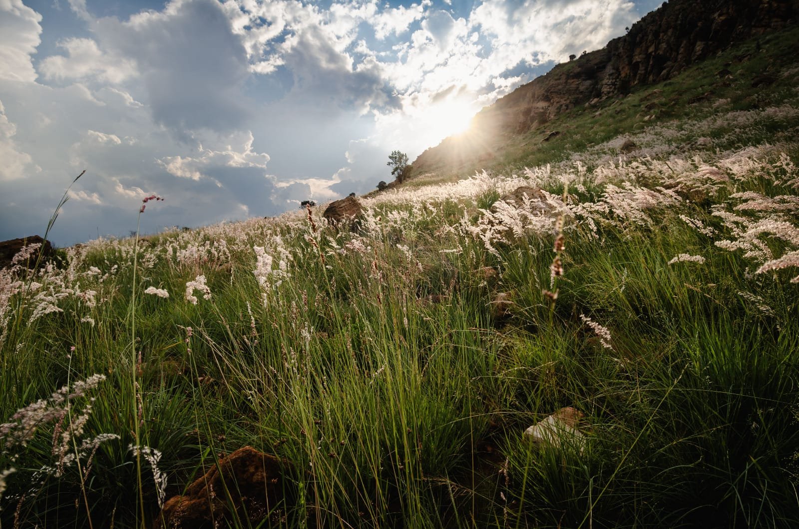 Golden hour light over the grasslands and cliffs on the Van Gaalen trail network
