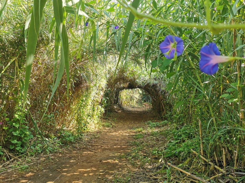 A shaded reed tunnel on the Yellow Route at Van Gaalen